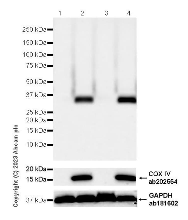 Anti-MTCO1 antibody [1D6E1A8](AB14705)