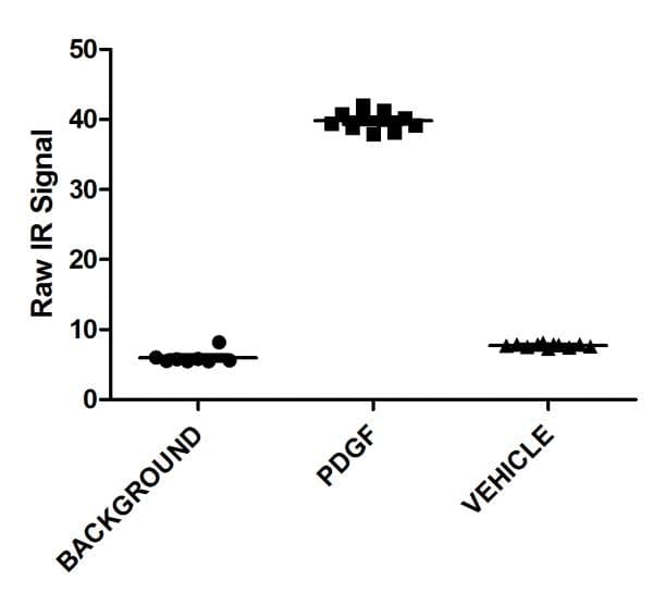 Anti-AKT1 (phospho S473) antibody [EP2109Y](AB81283)