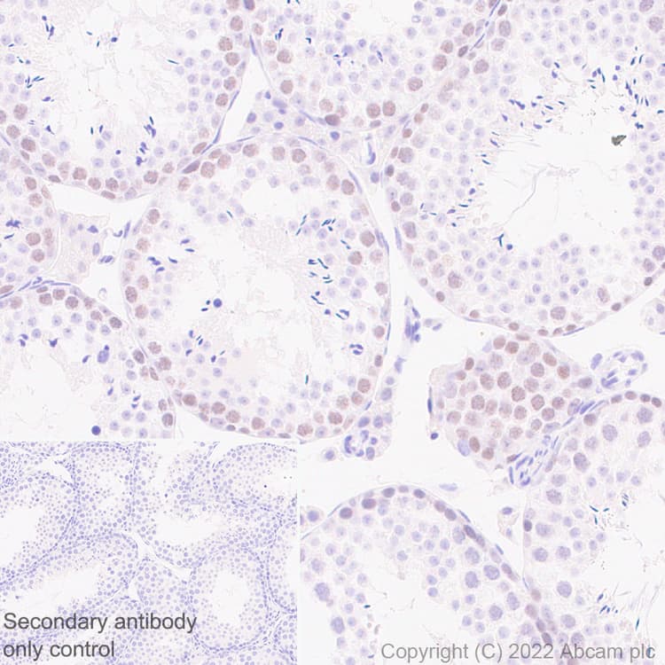 Anti-SUZ12 antibody [EPR26230-82] - BSA and Azide free(AB307892)
