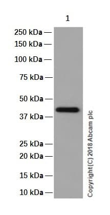 Cystathionase Cth Antibody Epr15468 N Terminal Ab189916  Western Blot Img143350