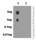 As160 Phospho T642 Antibody Epr27332 Ab131214  Dot Blot Img6736