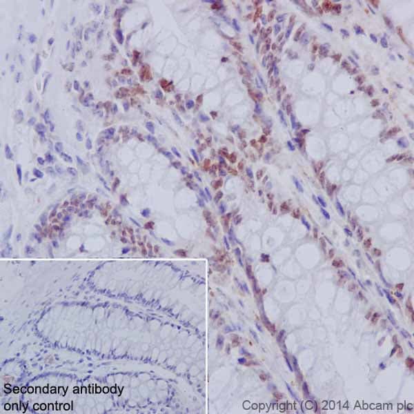 Anti-HNF-4-alpha antibody [EPR16885-99] - BSA and Azide free(AB231167)