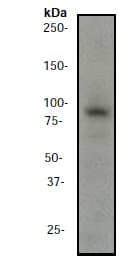 Braf Antibody Ep152y Ab33899  Western Blot Img18442