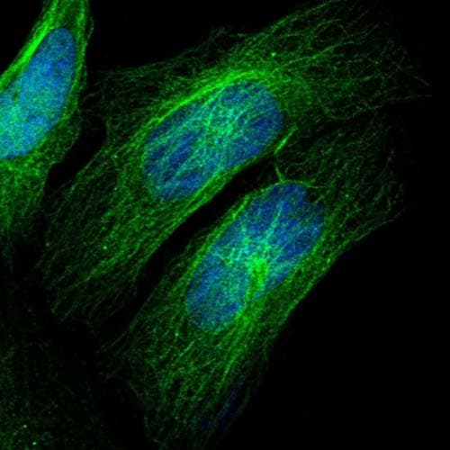 Zcwpw2 Antibody Ab126482  Immunocytochemistry Immunofluorescence Img110355