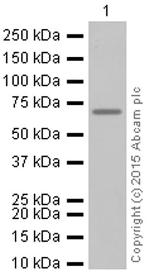 Anti-Alas1 antibody [EPR10247] - Mitochondrial Marker(AB154860)