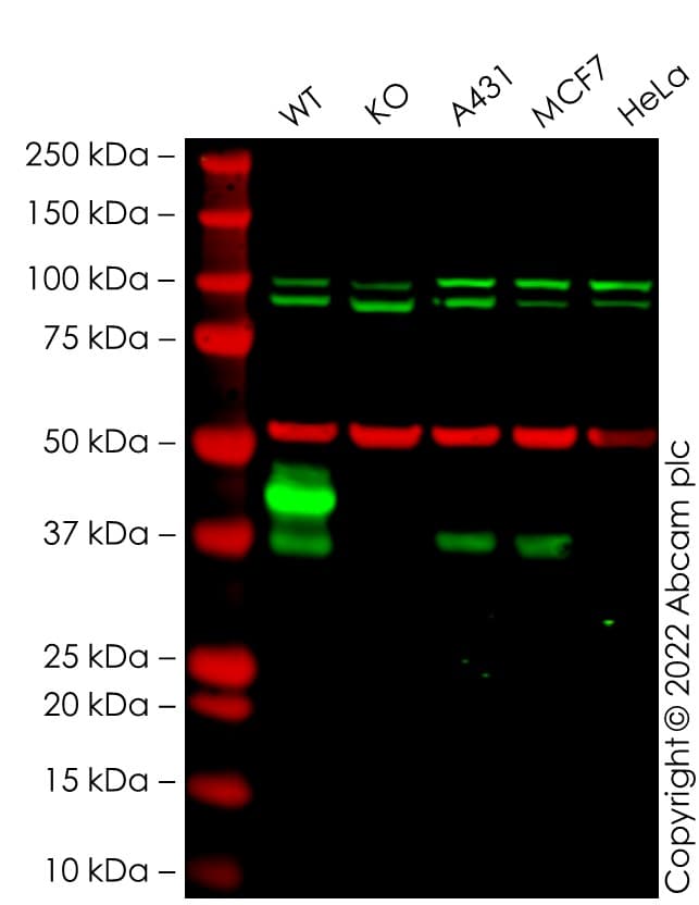 Epcam Antibody E144 Bsa And Azide Free Ab183178  Western Blot Img166519
