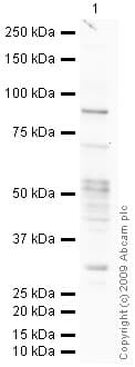 Anti-DCAMKL1 antibody(AB31704)
