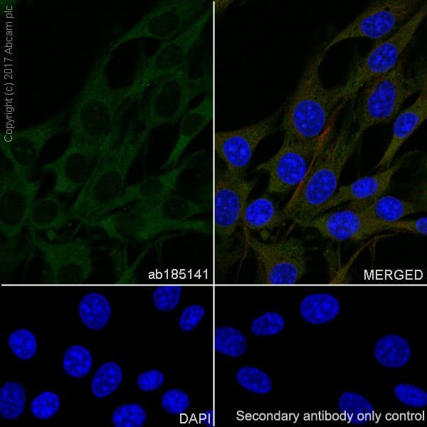 Anti-GSK3 beta + GSK3 alpha antibody [EPR18814-102] - BSA and Azide free(AB226169)