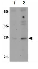 Anti-GOLPH3/MIDAS antibody(AB113649)