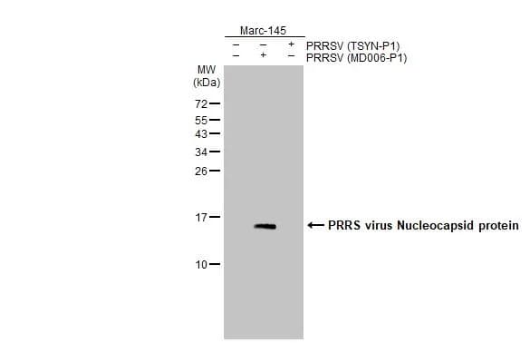 Anti-PRRS virus Nucleocapsid protein antibody [HL2046](ab308405)