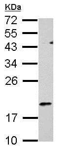 Anti-RGS1 antibody(AB154973)