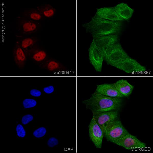 Alexa Fluor® 647 Anti-STAT1 antibody [EPR4407](AB200417)