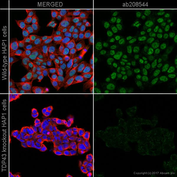 Alexa Fluor® 568 Anti-TDP43 antibody [EPR5811](AB208544)
