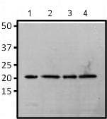 Anti-RAP1A antibody [1D2-1C64](AB175329)