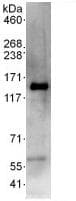 Anti-SCAP antibody(AB125186)