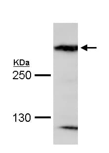 Anti-MAP1B antibody(AB154333)