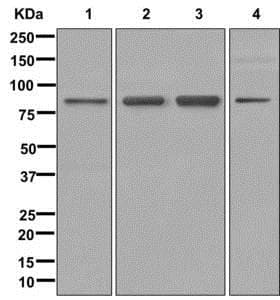 Anti-CXorf23 antibody [EPR12942] - BSA and Azide free(AB250090)