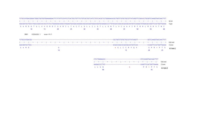 Human Drd1 Knockout U 87 Mg Cell Line Ab306654  Next Generation Sequencing Img427542