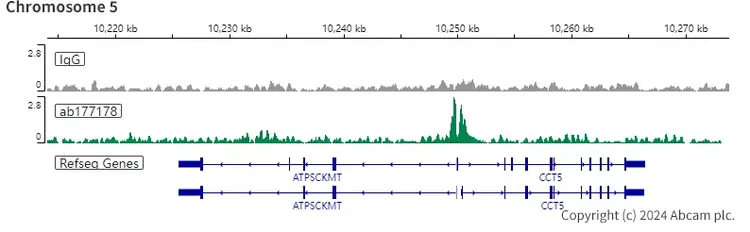 Anti-Histone H3 (acetyl K27) antibody [EP16602] - ChIP Grade(AB177178)