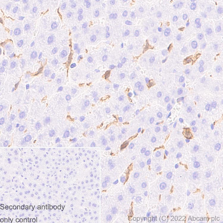 Anti-Iba1 antibody [EPR16588] - Goat IgG (Chimeric) - BSA and Azide free(AB289876)