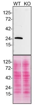 Anti-Rab5 antibody [EPR21801] - Early Endosome Marker(AB218624)