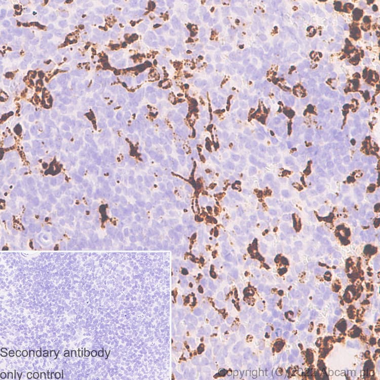 Anti-CD68 antibody [RM1031] - BSA and Azide free(ab303566)