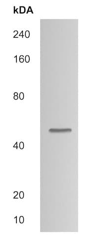 Anti-SH2D2A/SCAP antibody(ab215055)