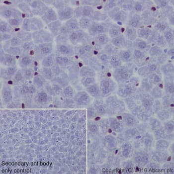 Anti-NR2F2 antibody [EPR18443] - BSA and Azide free(AB240387)