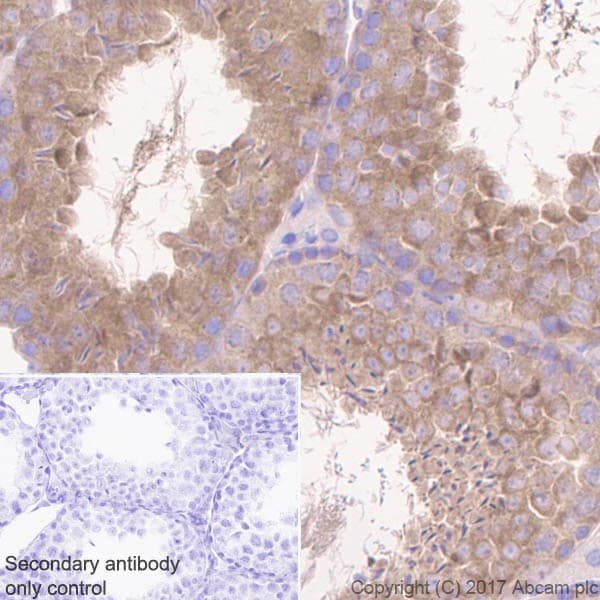 Anti-GSK3 beta + GSK3 alpha antibody [EPR18814-102] - BSA and Azide free(AB226169)