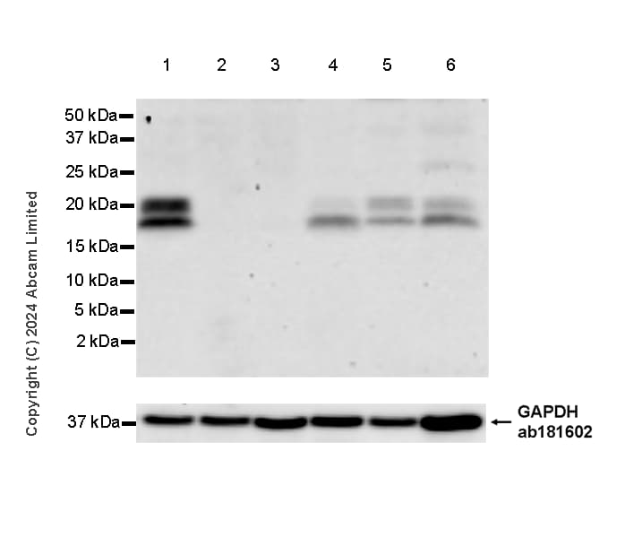 Anti-FGF2 antibody [EPR29019-77] - BSA and Azide free(AB321991)