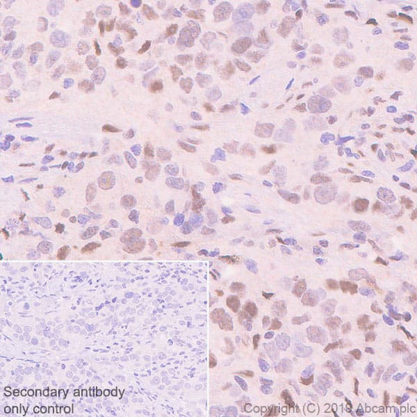 Fos B Antibody Epr23489 90 Bsa And Azide Free Ab269953  Immunohistochemistry Formalin Pfa Fixed Paraffin Embedded Sections Img45372