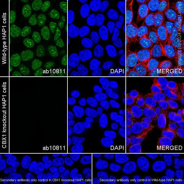 Goat Anti-Rat IgG H&L (Alexa Fluor® 488)(AB150157)