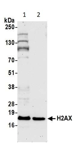 Anti-Histone H2A.X antibody(AB11175)