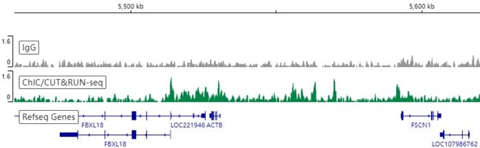 Anti-Histone H2A antibody [EPR17470] - ChIP Grade(AB177308)