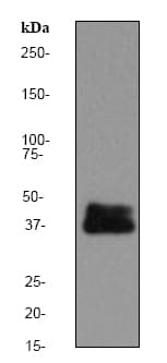 Anti-DUSP6 antibody [EPR129Y](AB76310)