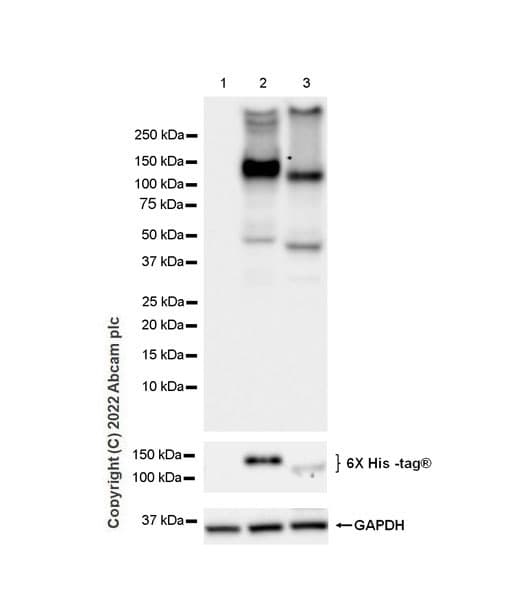 Anti-GluN3A+GluN3B antibody [EPR25287-45](AB302534)