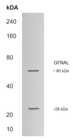 Anti-GFRAL antibody(AB214929)