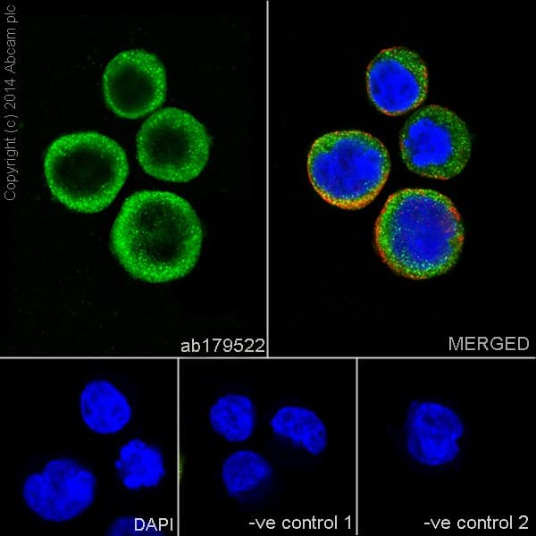 Pkc Antibody Epr16898 Ab179522  Immunocytochemistry Immunofluorescence Img71259