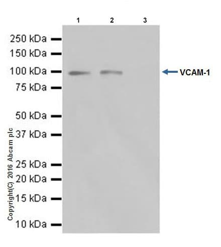 Anti-VCAM1 antibody [EPR17010-83] - BSA and Azide free(AB232458)