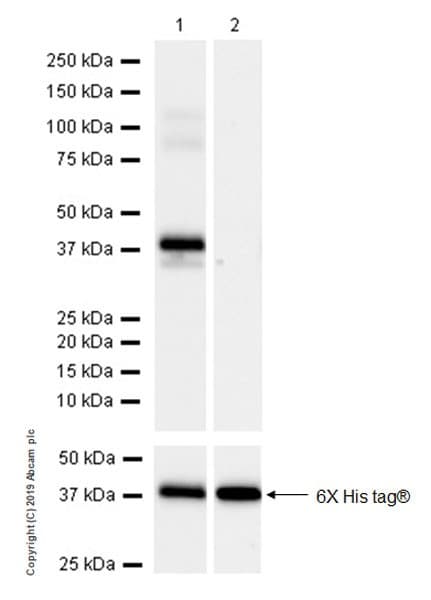 Anti-DMC1 antibody [EPR23207-130](AB245217)