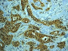 Pkc Zeta Phospho T560 Antibody Ep2037ay Bsa And Azide Free Ab236001  Immunohistochemistry Formalin Pfa Fixed Paraffin Embedded Sections Img105664