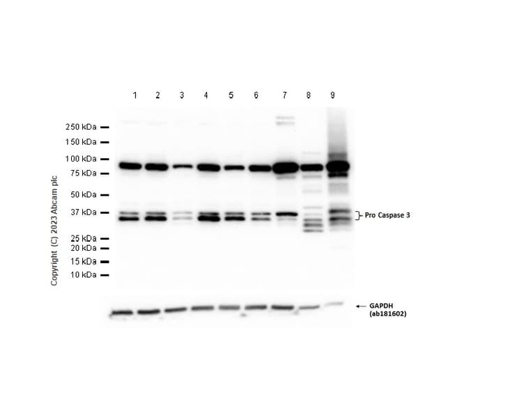 Anti-Caspase-3 antibody [EPR18297](AB184787)