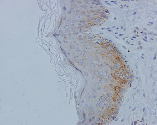 Anti-MLKL (phospho S358) antibody [EPR9514](AB187091)
