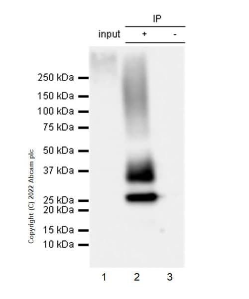 Aquaporin 1 Antibody Epr26554 46 Bsa And Azide Free Ab300464  Immunoprecipitation Img400575