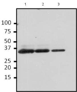 Anti-TAP tag antibody [22F12-1E3] - C-terminal(AB185976)