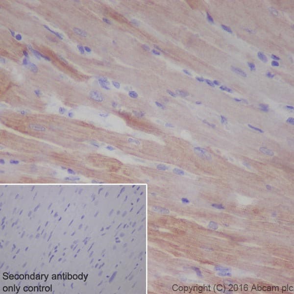 Anti-Cardiac Troponin T antibody [EPR20266] - BSA and Azide free(AB223536)