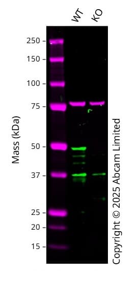Anti-GATA3 antibody [EPR16651] - ChIP Grade(AB199428)