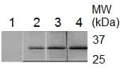 Saporin Antibody Ab228503  Western Blot Img5226
