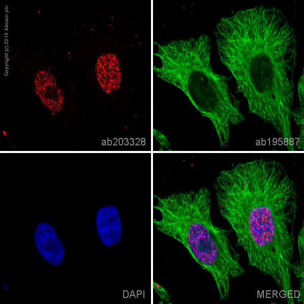 Alexa Fluor 647 Pias1 Antibody Epr25802 Ab203328  Immunocytochemistry Immunofluorescence Img16088