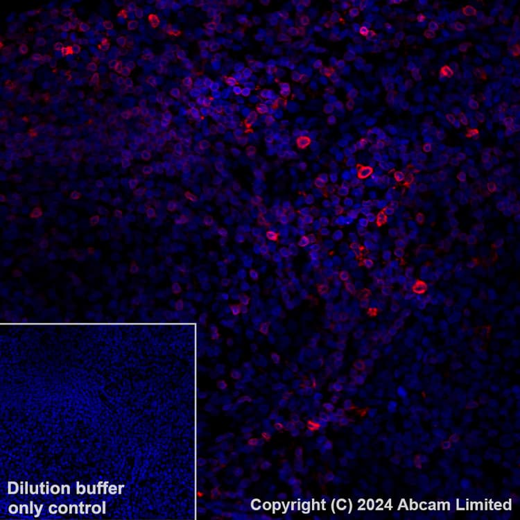 Alexa Fluor® 647 Anti-FLAP antibody [EPR27505-52](ab319019)